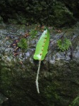 bevs leaf
